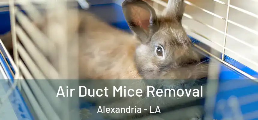 Air Duct Mice Removal Alexandria - LA